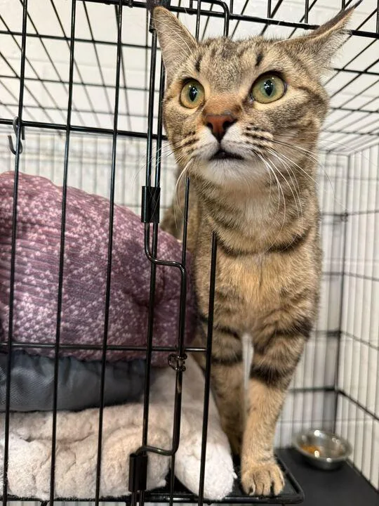 Willow Pill thumbnail 2