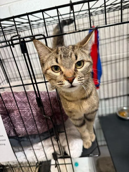 Willow Pill thumbnail 3