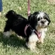 An adult small-sized female Black Shih Tzu dog named Bubbles Savor for adoption in Plano, TX