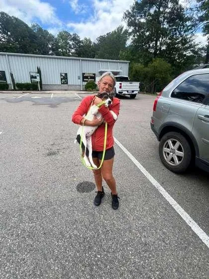 A young medium-sized female Parson Russell Terrier dog named Lottie for adoption in Southern Pines, NC