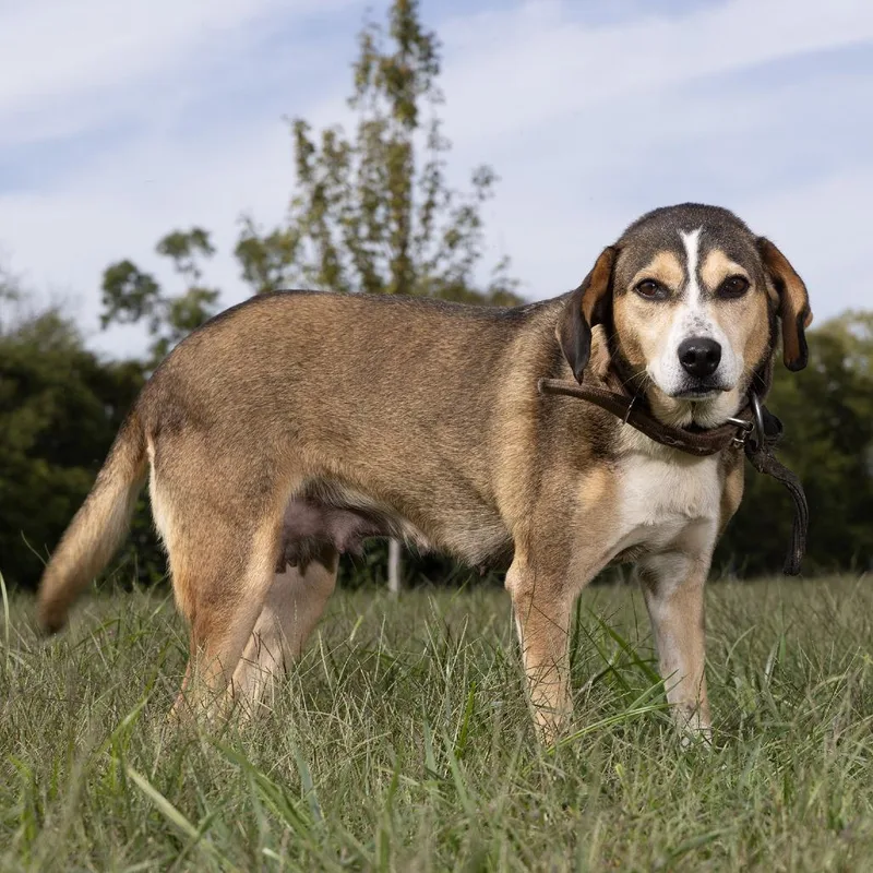 An adult medium-sized female Red / Chestnut / Orange Mixed Breed dog named Wendy for adoption in Franklin, TN