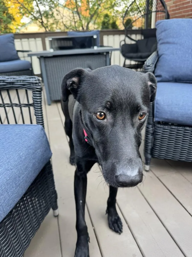 A young medium-sized male Black Labrador Retriever dog named Pegasus for adoption in Plymouth, MI