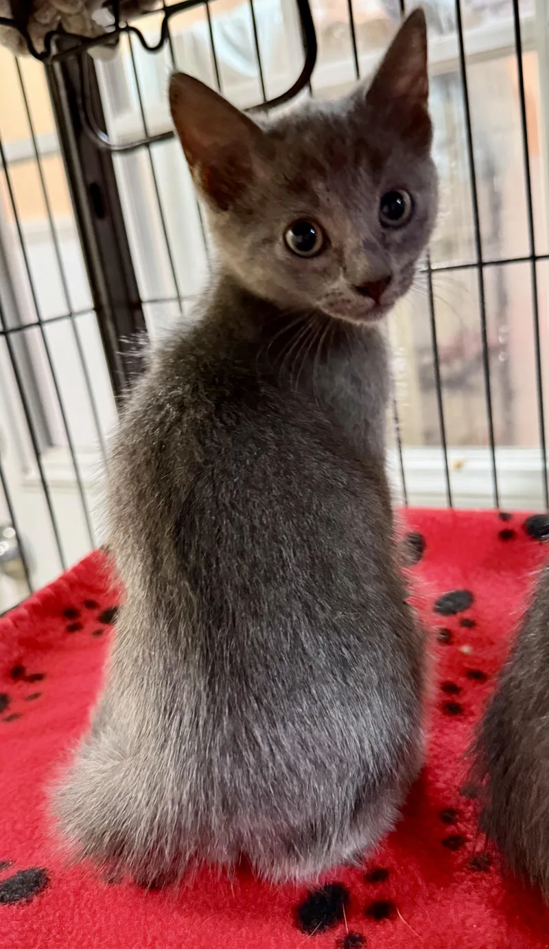 A baby medium-sized male Russian Blue cat named Roger for adoption in New Port Richey, FL