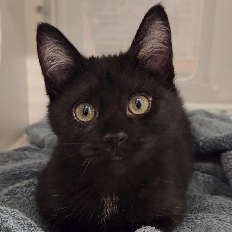 A baby small-sized male White Domestic Short Hair cat named Pokey for adoption in Voorhees, NJ