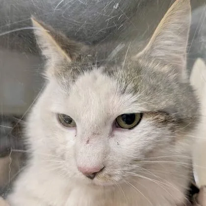 An adult large-sized male Domestic Short Hair cat named Birch Fc? for adoption in Burlington, WA