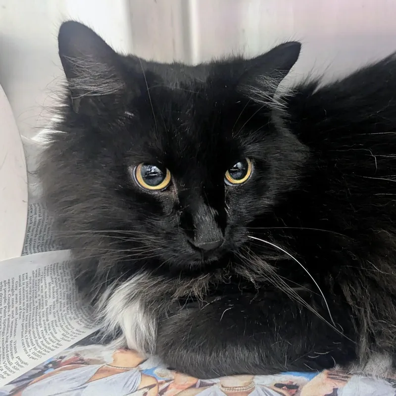 An adult extra large-sized male Black Domestic Long Hair cat named Johnny for adoption in Springfield, IL