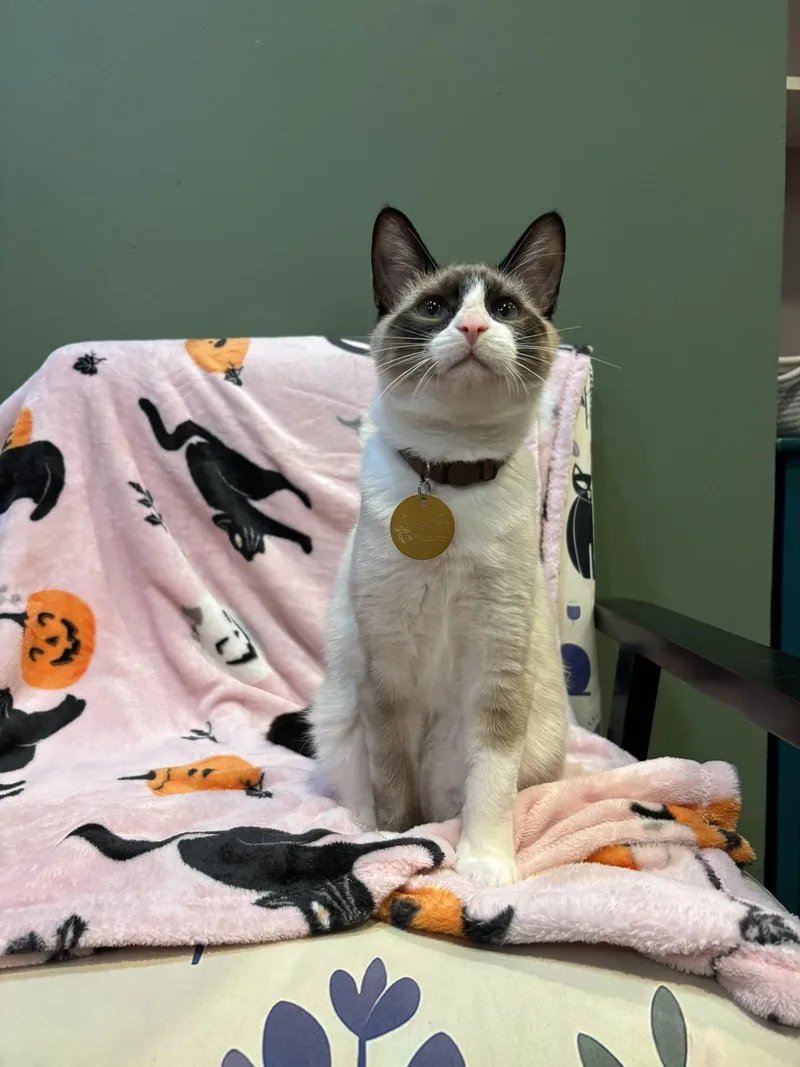 A baby medium-sized male Buff & White Domestic Short Hair cat named Connell for adoption in The Colony, TX