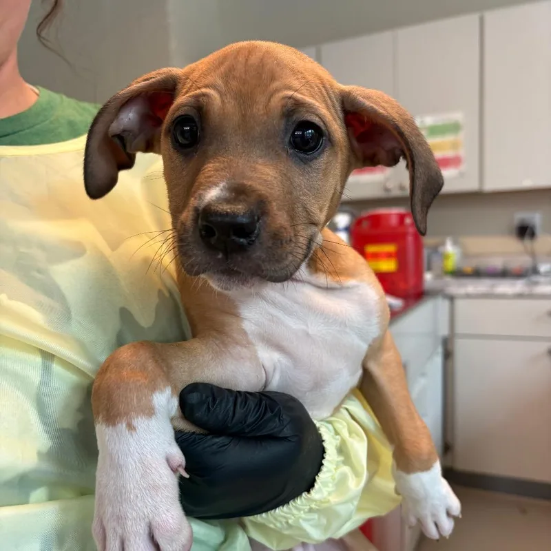 A baby small-sized male Yellow / Tan / Blond / Fawn Mixed Breed dog named Marten for adoption in Huntington, WV