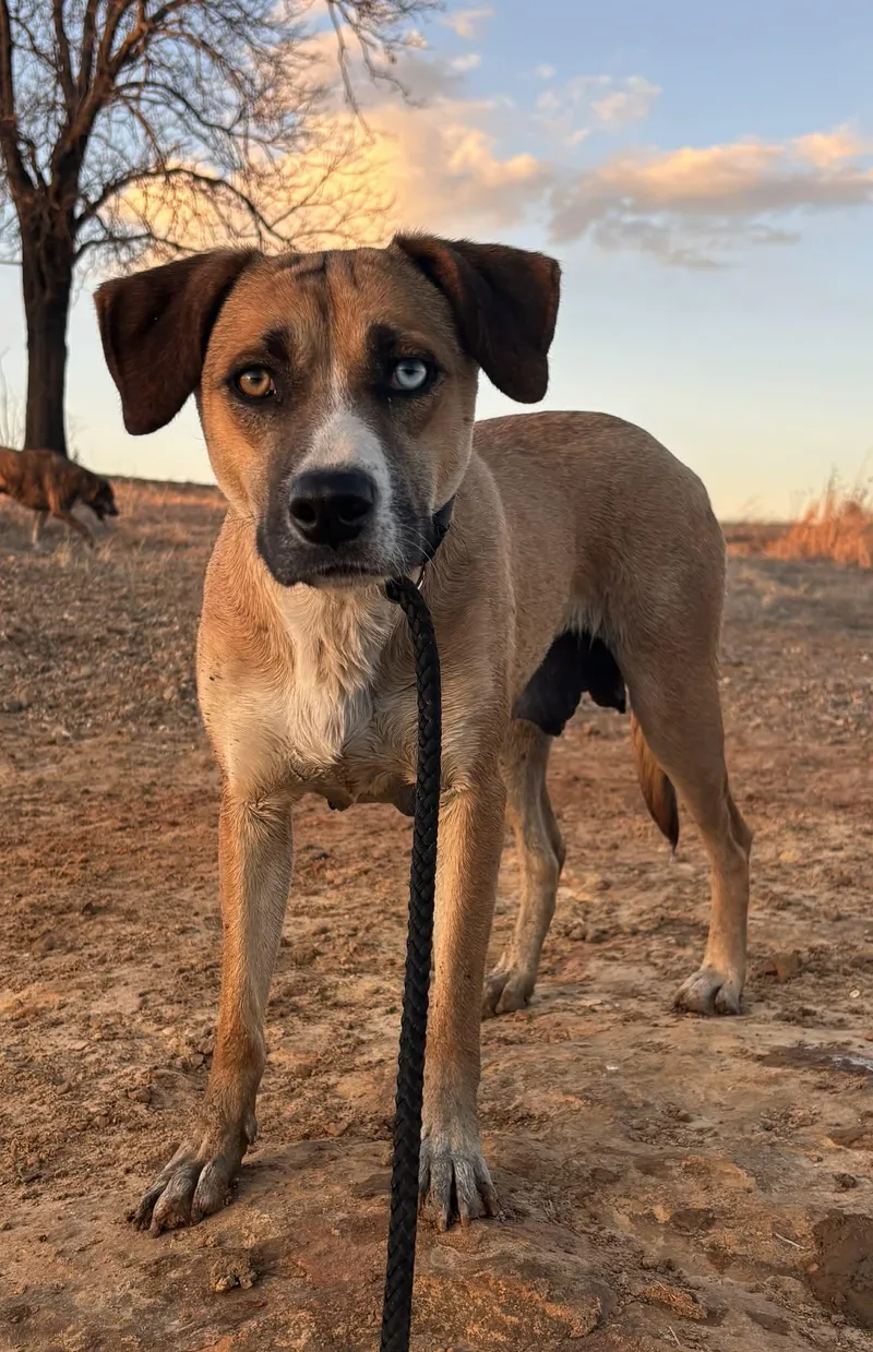 An adult medium-sized female Mixed Breed dog named Billie Jean for adoption in Okemah, OK