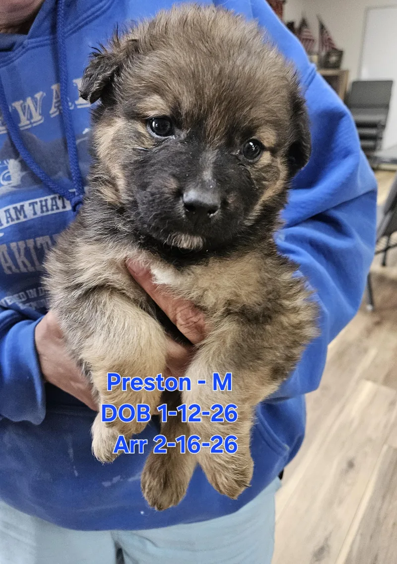 Preston