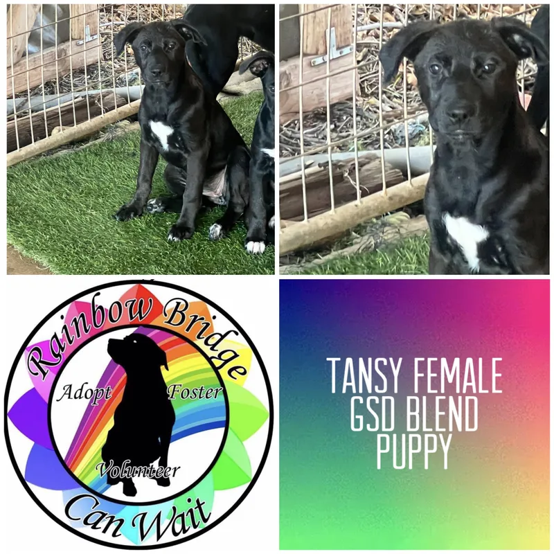 A baby large-sized female German Shepherd Dog dog named Tansy for adoption in Carnegie, OK