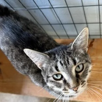 A young large-sized female Tabby (Brown / Chocolate) Domestic Short Hair cat named Kora for adoption in Bryan, OH