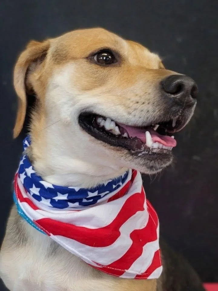 A young medium-sized female Beagle dog named Chloe for adoption in Mount Laurel, NJ