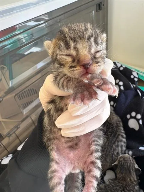 A baby small-sized male Domestic Short Hair cat named Rolo for adoption in Rancho Cucamonga, CA