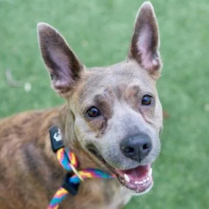 An adult medium-sized female Brindle Pit Bull Terrier dog named Sassafras for adoption in Nashville, TN