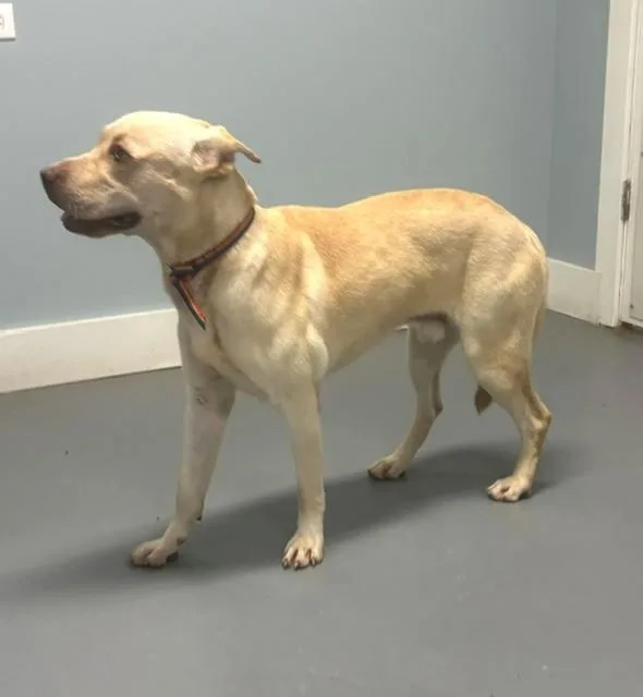 A young medium-sized male Yellow / Tan / Blond / Fawn Husky dog named Ralph for adoption in Hawk Point, MO