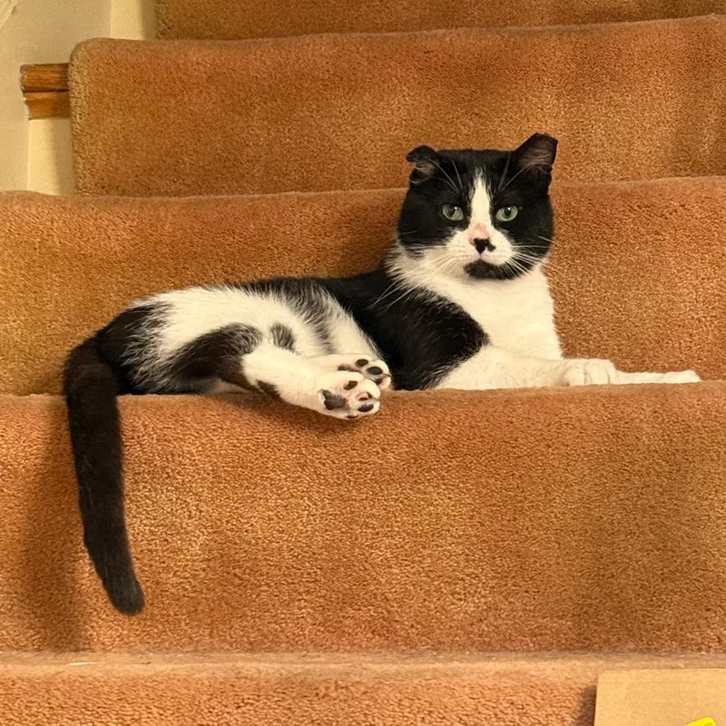An adult medium-sized male White Domestic Short Hair cat named Colt for adoption in PITTSBURGH, PA