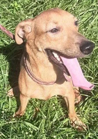 An adult small-sized female Terrier dog named Amanda for adoption in Virginia Beach, VA