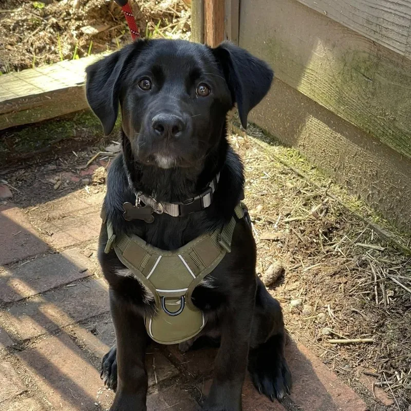 A baby large-sized male Black Black Labrador Retriever dog named Sparks for adoption in Graham, WA