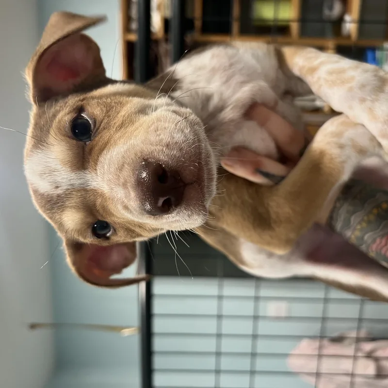 A baby medium-sized male Brindle Hound dog named Gouda for adoption in San Antonio, TX