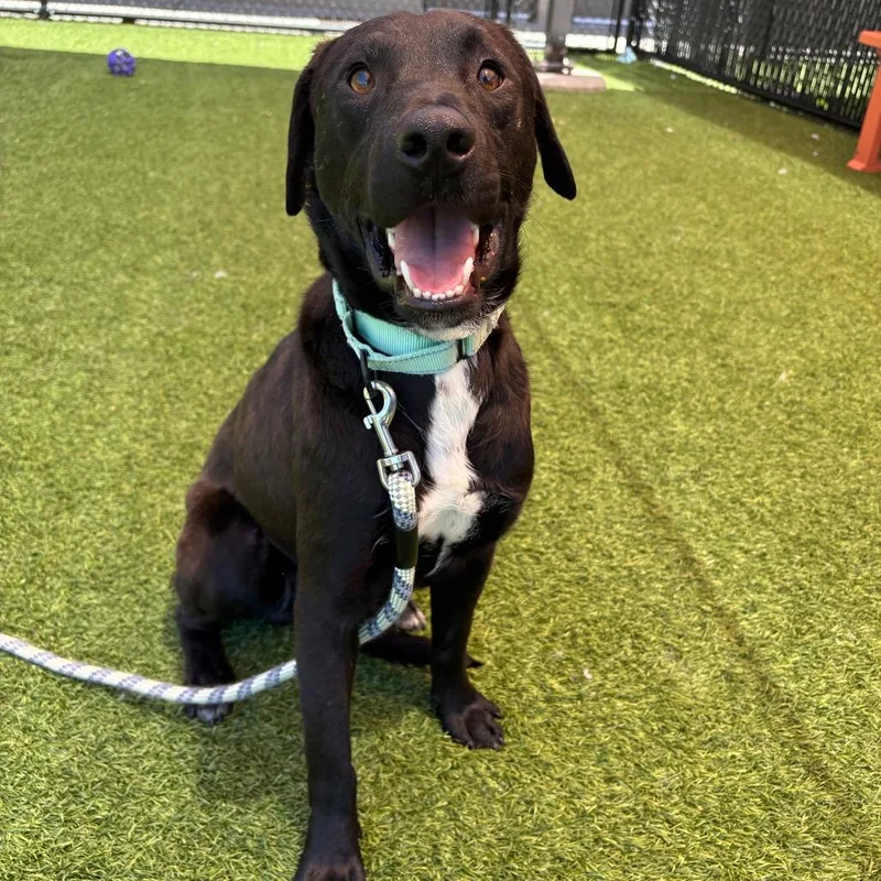 An adult medium-sized male Black Mixed Breed dog named Bo for adoption in Washington Township, OH
