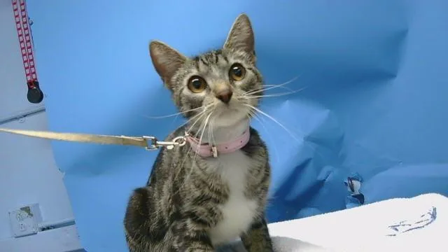 An adult medium-sized female Domestic Short Hair cat named Luna for adoption in Gardena, CA