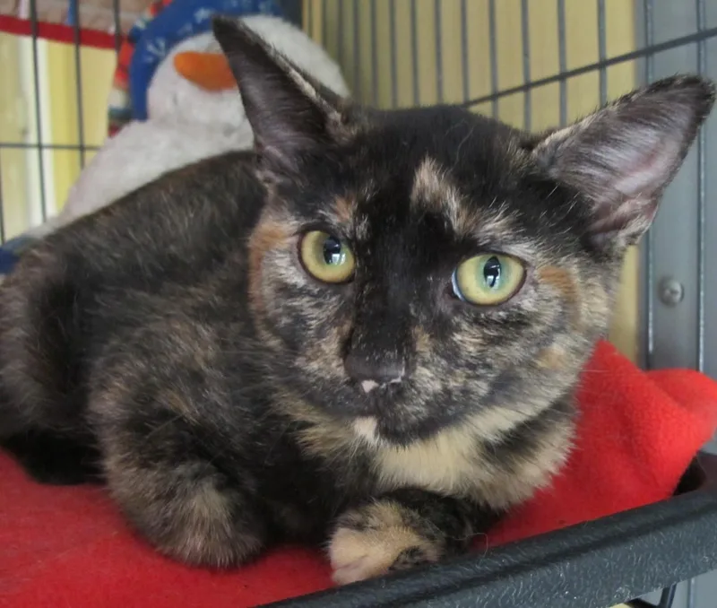 A baby medium-sized female Tortoiseshell cat named Fiona for adoption in Richmond, VA