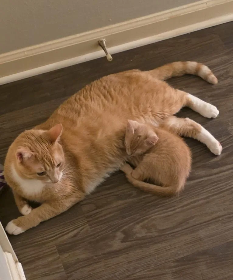 A baby medium-sized male Domestic Short Hair cat named August for adoption in Little Rock, AR