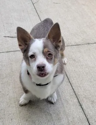 Daisy thumbnail 3