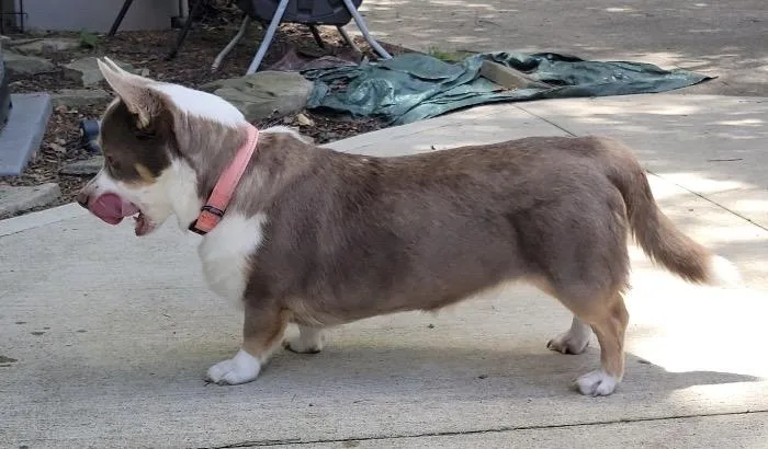 Daisy thumbnail 4