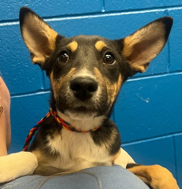 A young small-sized male German Shepherd Dog dog named Rocco for adoption in Golden, CO