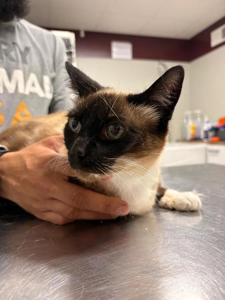 An adult medium-sized female Siamese cat named Azita for adoption in Fall River, MA