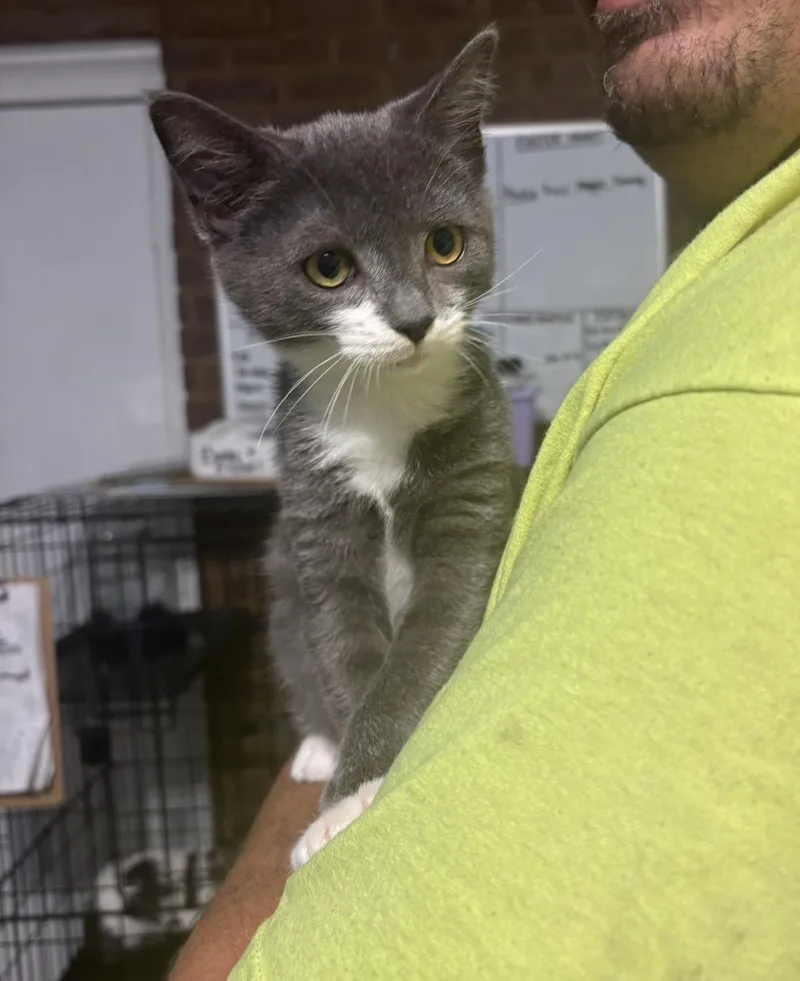 A baby small-sized male Gray & White Domestic Short Hair cat named Oliver for adoption in Hope Mills, NC