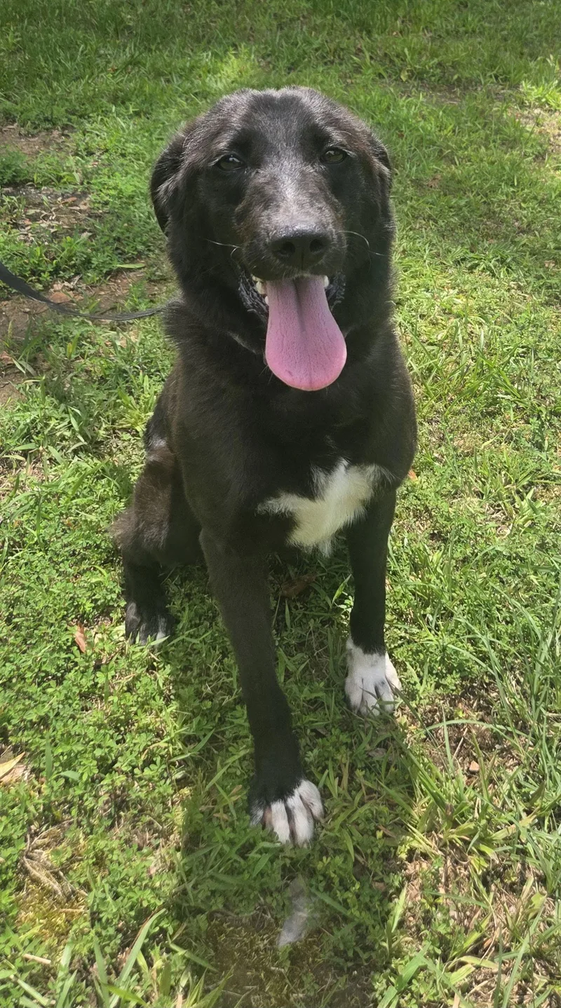 A young medium-sized female Border Collie dog named Daphne for adoption in Attalla, AL