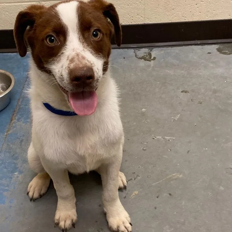 A baby small-sized male White / Cream Mixed Breed dog named Mandell for adoption in Memphis, TN