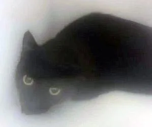 A young medium-sized female Domestic Short Hair cat named Halle Purry for adoption in Fishers, IN
