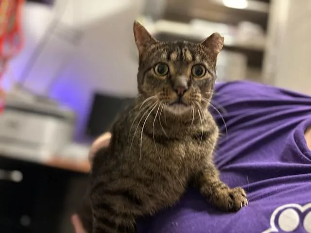 An adult medium-sized female Domestic Short Hair cat named Cersei for adoption in Olivette, MO