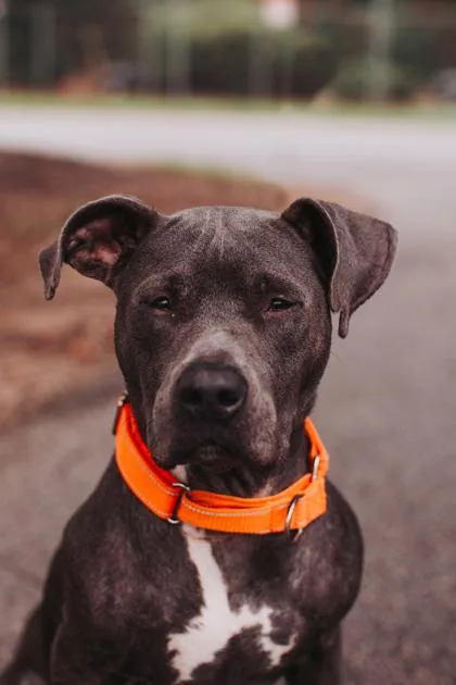 An adult medium-sized female American Staffordshire Terrier dog named A Velma for adoption in North Charleston, SC