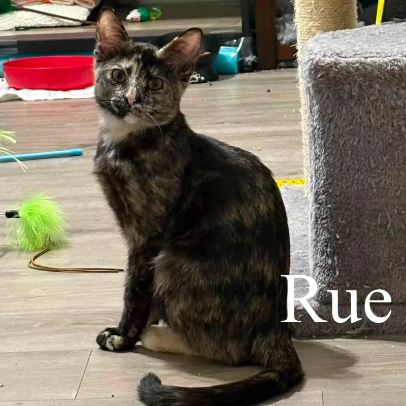Rue thumbnail 2