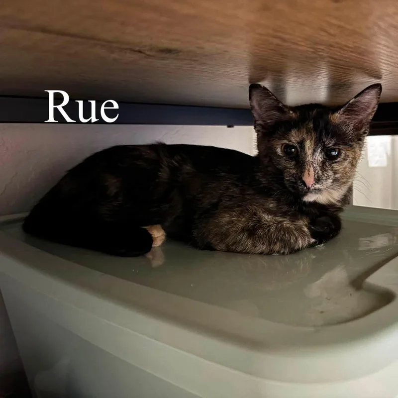 Rue thumbnail 3