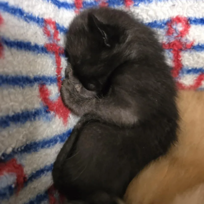 Button thumbnail 6
