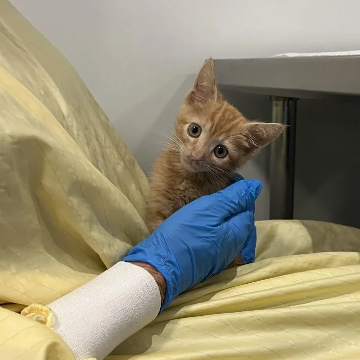 A baby small-sized male Domestic Short Hair cat named Juju for adoption in Los Angeles, CA