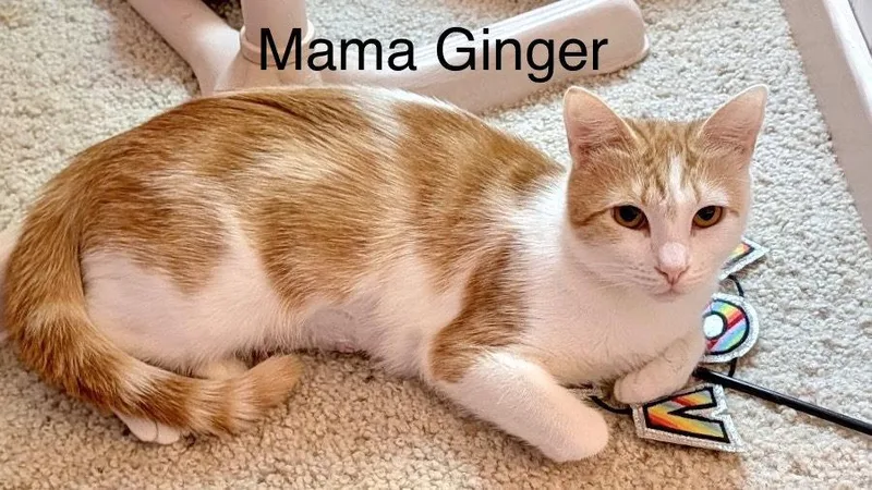 An adult medium-sized female Domestic Short Hair cat named Mama Ginger for adoption in Phoenix, AZ