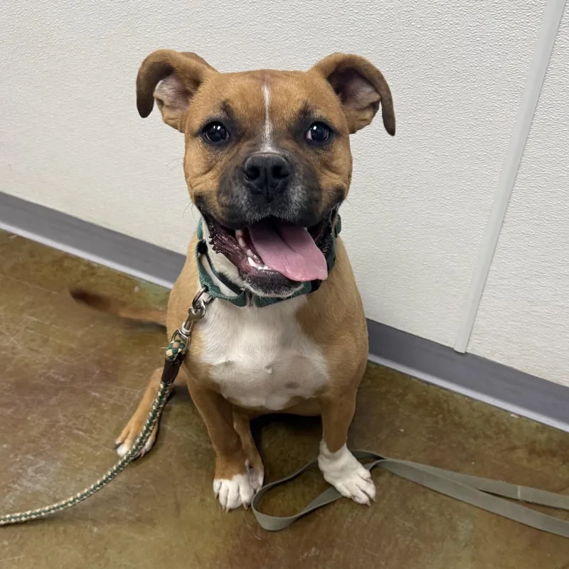 A young medium-sized male Brown / Chocolate Boxer dog named Skywalker for adoption in Albuquerque, NM