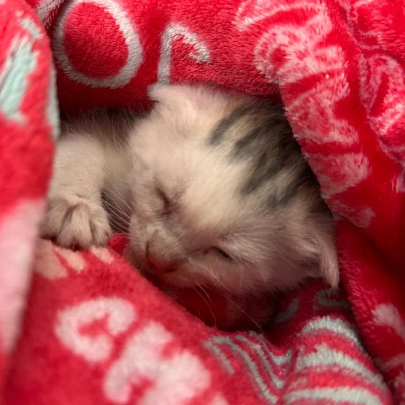 A baby small-sized female White Domestic Short Hair cat named Link for adoption in Lynchburg, VA