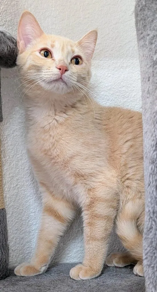 A baby medium-sized female Domestic Short Hair cat named Lachlan for adoption in Peoria, AZ