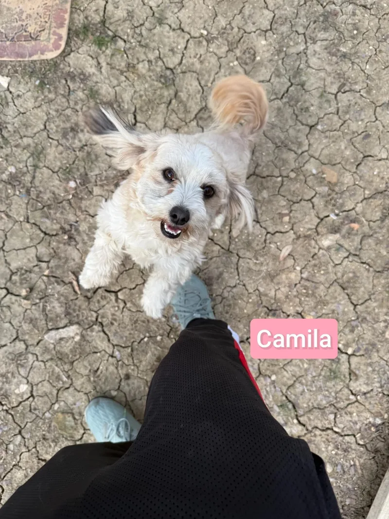 A young small-sized female Poodle dog named Camilla for adoption in Plano, TX