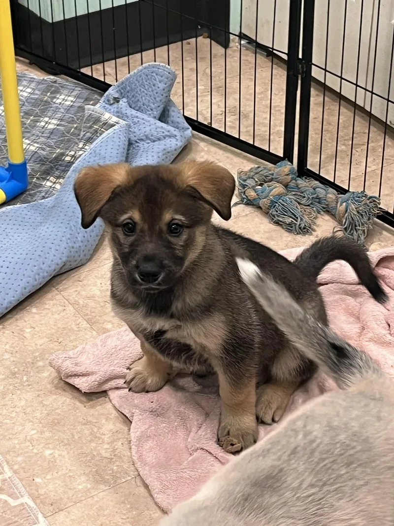 A baby large-sized female German Shepherd Dog dog named Venetian for adoption in Salisbury, MD