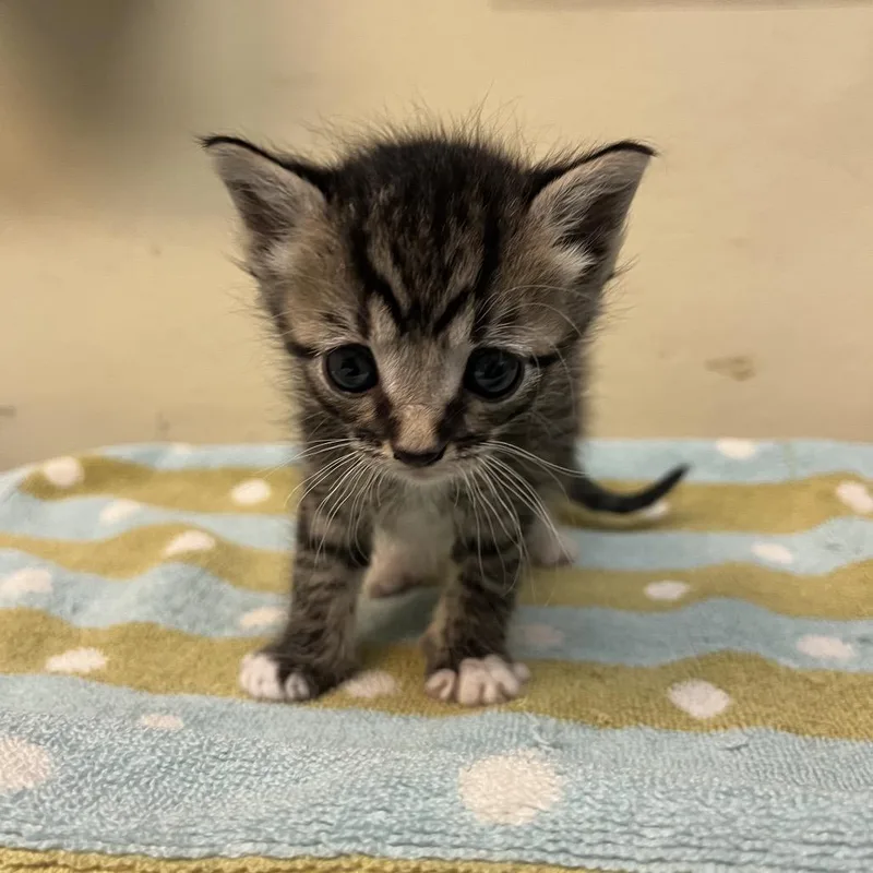 A baby small-sized male Brown / Chocolate Domestic Short Hair cat named Beetle for adoption in Pasadena, CA