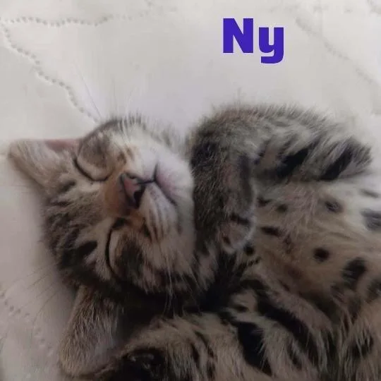 Nymeria thumbnail 5